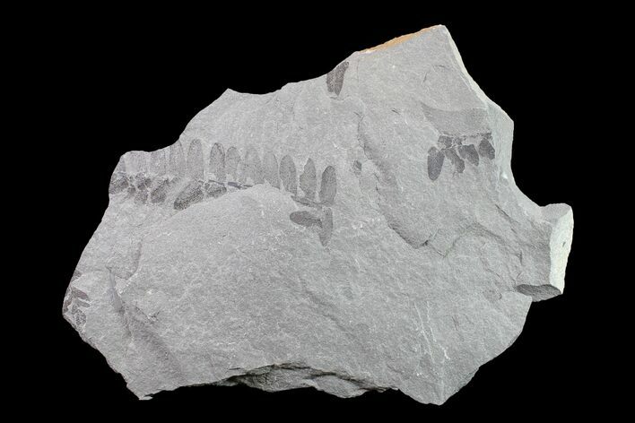 Pennsylvanian Fossil Fern (Neuropteris) Plate - Kentucky #154683